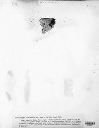 Gyalecta jenensis image